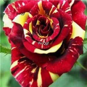 Prodgf 3000Pcs A Set red yellow stripe rainbow Rose Flower Seed
