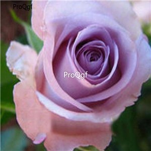 Prodgf 3000Pcs A Set lavender elegant purple Rose Flower Seed