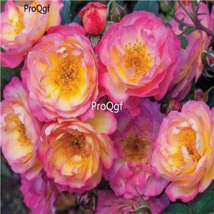 Prodgf 3000Pcs A Set run shrub Rose Flower Seed