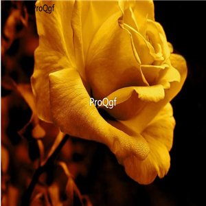 Prodgf 3000Pcs A Set midnight gold Rose Flower Seed