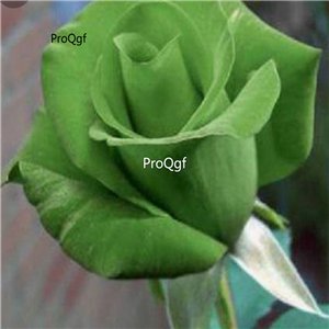 Prodgf 3000Pcs A Set true love green Rose Flower Seed