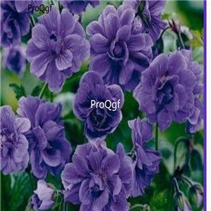 Prodgf 3000Pcs A Set columbian blue Rose Flower Seed