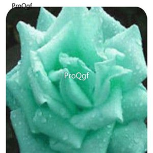 Prodgf 3000Pcs A Set spring green Rose Flower Seed