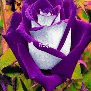 Prodgf 3000Pcs A Set white with purple edge Rose Flower Seed