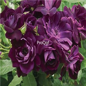 Prodgf 3000Pcs A Set iceberg purple Rose Flower Seed