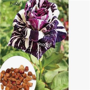 Prodgf 3000Pcs A Set purple white stripe Rose Flower Seed