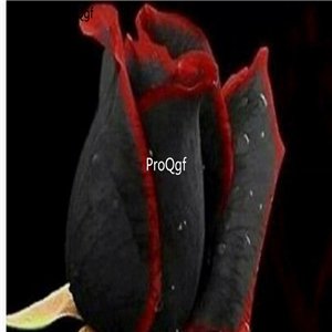 Prodgf 3000Pcs A Set black with red edge Rose Flower Seed