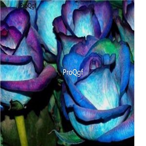 Prodgf 3000Pcs A Set night blue Rose Flower Seed