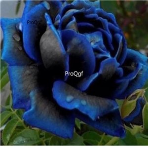 Prodgf 3000Pcs A Set midnight black with blue edge Rose Flower Seed