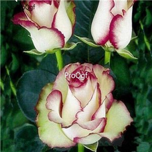 Prodgf 3000Pcs A Set white with dark red edge Rose Flower Seed