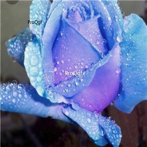 Prodgf 3000Pcs A Set sky blue purple Rose Flower Seed