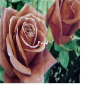 Prodgf 3000Pcs A Set chocolate Rose Flower Seed