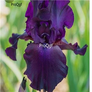 Prodgf 10Pcs A Set Purple Iris Flower Bulb