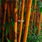 Prodgf 3000Pcs A Set Giant orange Phyllostachys Bamboo Seed