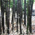 Prodgf 3000Pcs A Set Giant black Phyllostachys Bamboo Seed
