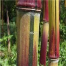 Prodgf 3000Pcs A Set Giant colorful Phyllostachys Bamboo Seed