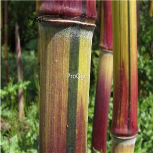 Prodgf 3000Pcs A Set Giant colorful Phyllostachys Bamboo Seed