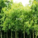 Prodgf 3000Pcs A Set Phyllostachys praecox  Bamboo Seed