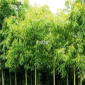 Prodgf 3000Pcs A Set Phyllostachys praecox  Bamboo Seed