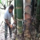 Prodgf 3000Pcs A Set Dendrocalamus sinicus Chia Bamboo Seed