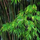 Prodgf 3000Pcs A Set Fargesia spathacea Bamboo Seed