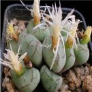 Prodgf 50Pcs A Set Conophytum ficiforme Flower Seed