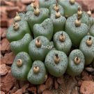 Prodgf 50Pcs A Set Conophytum obcordellum Flower Seed