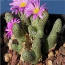 Prodgf 50Pcs A Set Conophytum marginatum Flower Seed