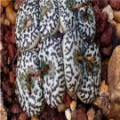 Prodgf 50Pcs A Set Conophytum obcordellum Flower Seed