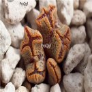 Prodgf 50Pcs A Set Conophytum pellucidum Flower Seed