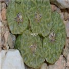 Prodgf 50Pcs A Set Conophytum angelicae Flower Seed