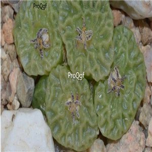 Prodgf 50Pcs A Set Conophytum angelicae Flower Seed