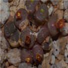 Prodgf 50Pcs A Set Conophytum armianum Flower Seed