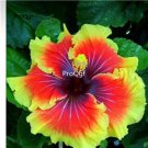 Prodgf 3000Pcs A Set Red with yellow edge princess Hibiscus Flower Seed