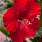 Prodgf 3000Pcs A Set sun red princess Hibiscus Flower Seed