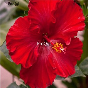 Prodgf 3000Pcs A Set sun red princess Hibiscus Flower Seed