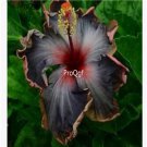 Prodgf 3000Pcs A Set black with brown edge Hibiscus Flower Seed