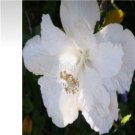 Prodgf 3000Pcs A Set white angel Hibiscus Flower Seed
