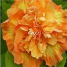 Prodgf 3000Pcs A Set fire angel Hibiscus Flower Seed
