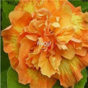 Prodgf 3000Pcs A Set fire angel Hibiscus Flower Seed