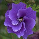 Prodgf 3000Pcs A Set australian blue Hibiscus Flower Seed