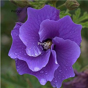 Prodgf 3000Pcs A Set australian blue Hibiscus Flower Seed