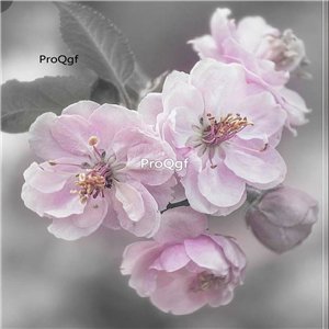 Prodgf 500Pcs A Set Cherry Blossom Seed