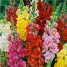 Prodgf 9000Pcs A Set Rainbow Antirrhinum majus Seed