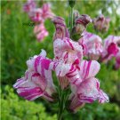 Prodgf 9000Pcs A Set purple white double Antirrhinum majus Seed