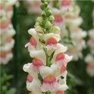 Prodgf 9000Pcs A Set snapdragon Antirrhinum majus Seed