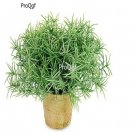 Prodgf 1000pcs a set Rosmarinus officinalis seed