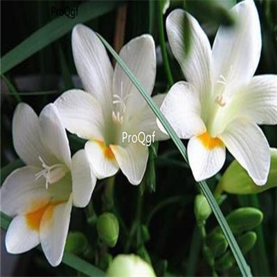 Prodgf 10Pcs A Set white freesia hybrida Flower Bulb