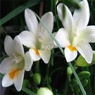 Prodgf 10Pcs A Set white freesia hybrida Flower Bulb