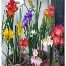 Prodgf 10Pcs A Set many color choice freesia hybrida Flower Bulb